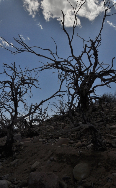 Lake Roosevelt's Cholla Rec Site